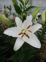 [5380 Meriva 2N VZ No01.JPG]